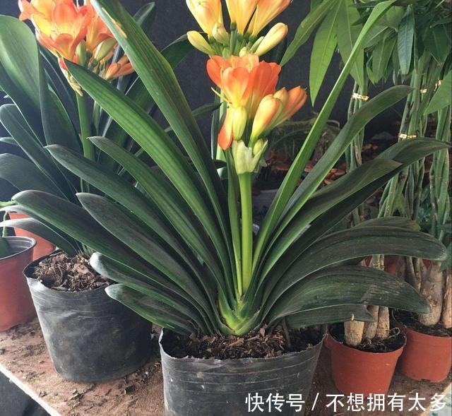 叶子会变红的花:探索植物的奇妙变化